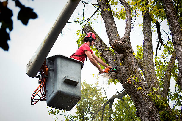 Best Hazardous Tree Removal  in Pittsburgh, PA